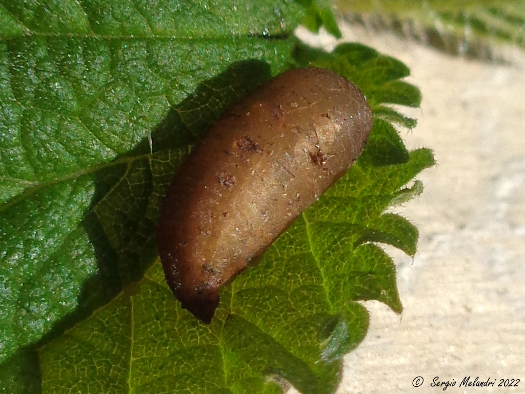 Ciclo vitale di .......Scaeva pyrastri (Syrphidae)